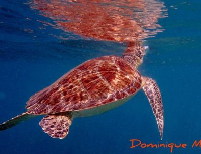 Une tortue dans la Réserve marine Cousteau