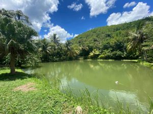Ferme aquacole de Pointe Noire en Guadeloupe - Le bassin de pêche