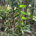 Vanille pompona et vanille planifolia