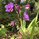 Orchidee sauvage